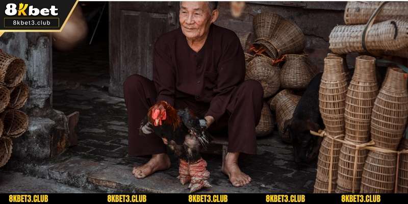 Cách tham gia cá cược đá gà cựa sắt tại 8kbet
