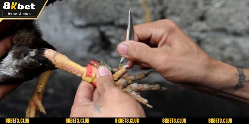Tổng hợp vài nét cơ bản về đá gà cựa dao 8kbet